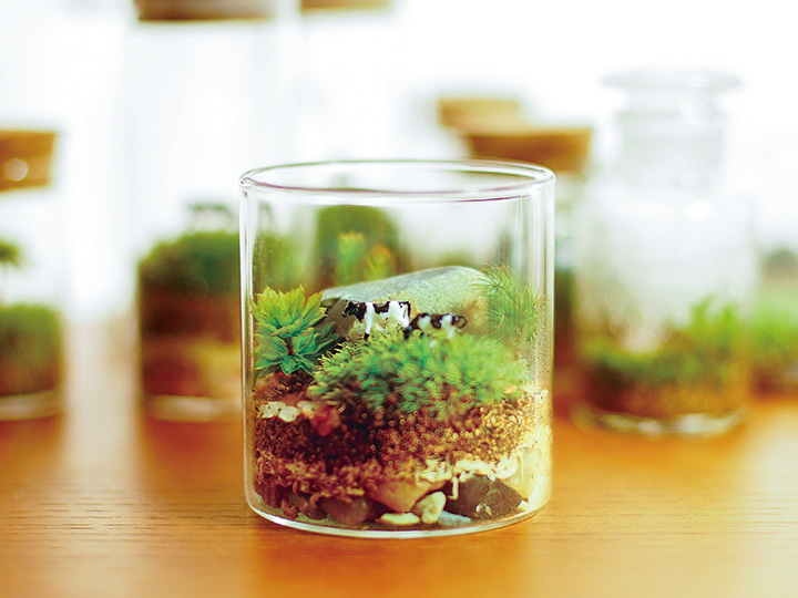 苔テラリウムで手間いらず 23年1月7日 土 開催のお知らせ 趣味の体験教室 ワークショップ 八光殿