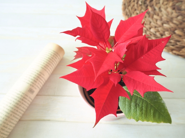 ポインセチア鉢植え